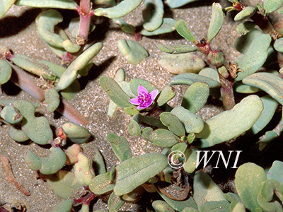 Sea Purslane (Sesuvium portulacastrum)